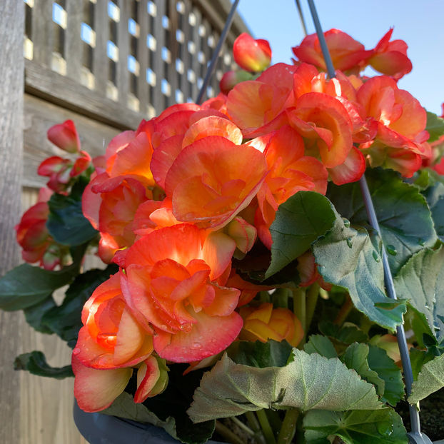  - Jurnalul gradinii 2020