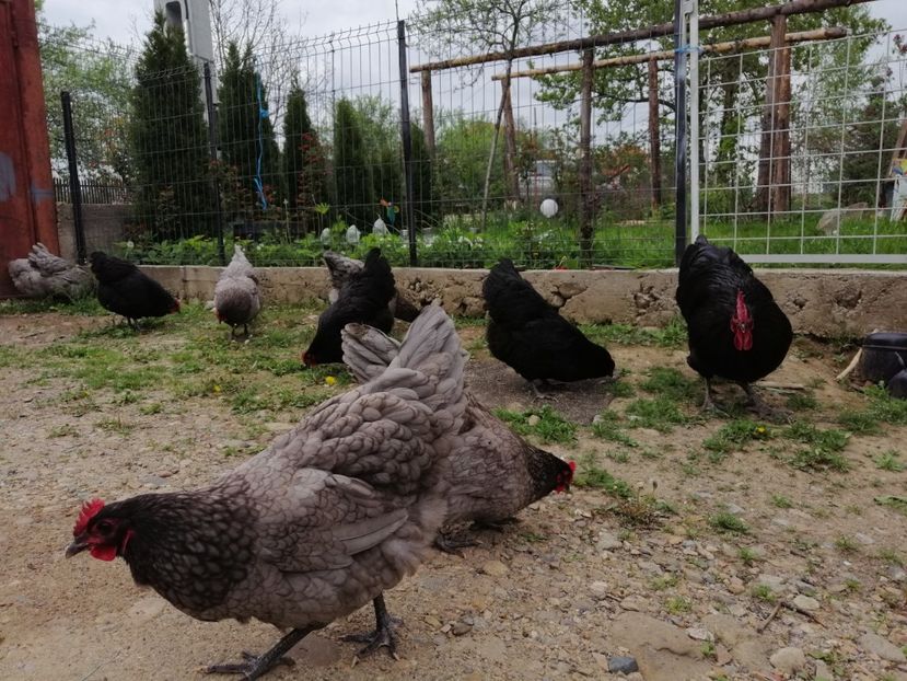  - Australorp Albastru și Negru