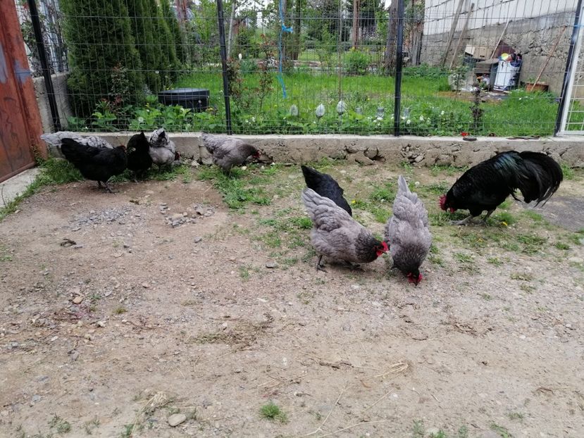  - Australorp Albastru și Negru