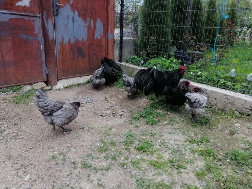  - Australorp Albastru și Negru