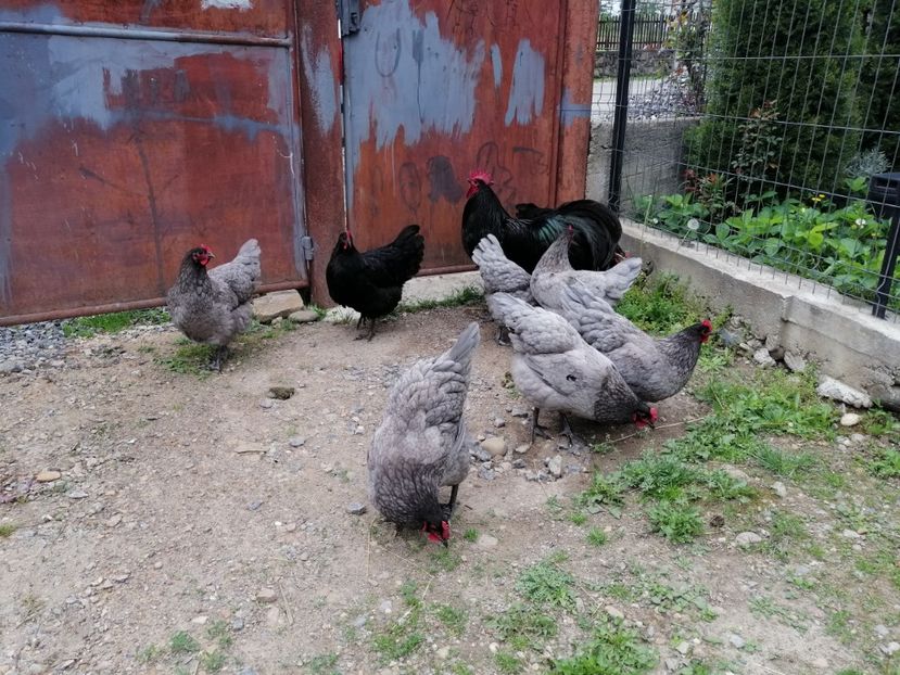  - Australorp Albastru și Negru