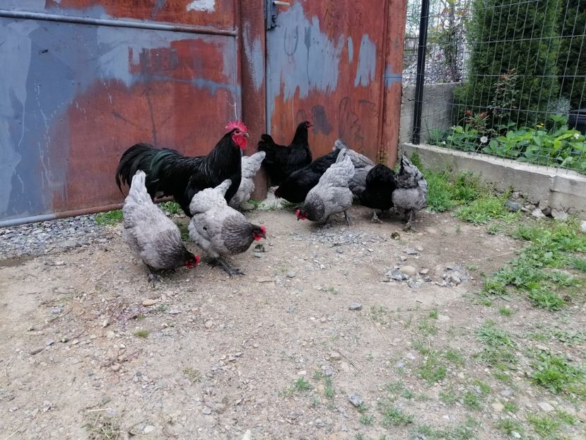  - Australorp Albastru și Negru