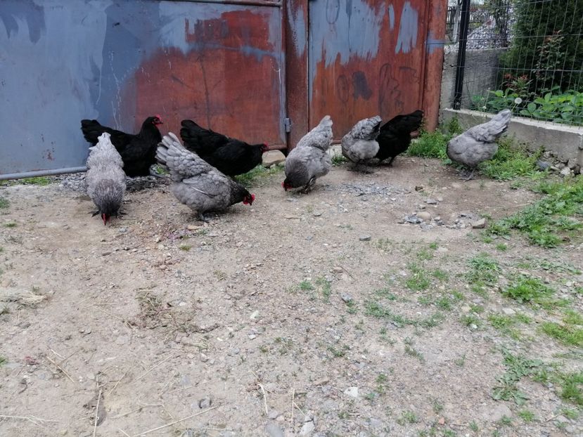  - Australorp Albastru și Negru