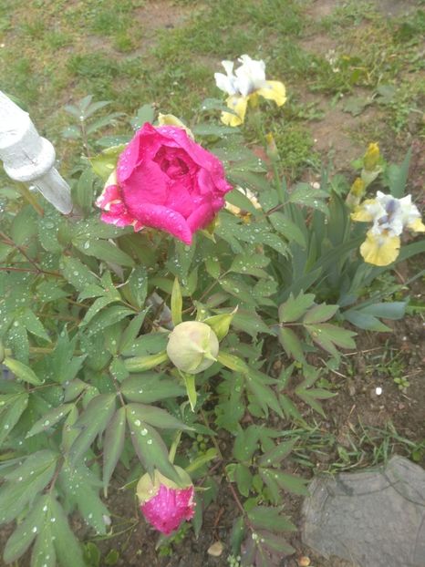  - Gradina mai 2020