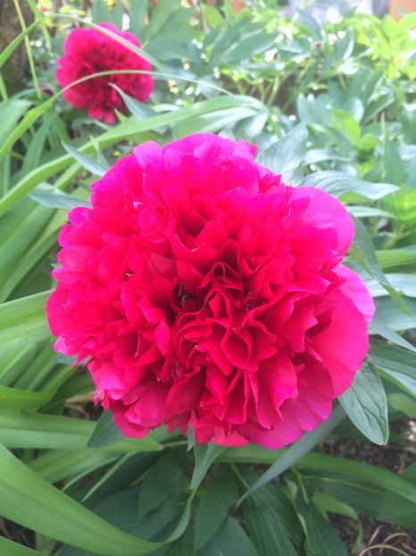  - Zu-Cele mai frumoase grădini