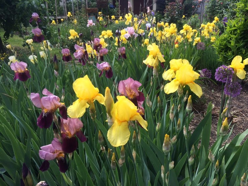 3.05.2020 - Zu-Cele mai frumoase grădini