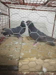  - Gutanii Perechi 2020