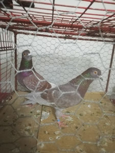  - Gutanii Perechi 2020