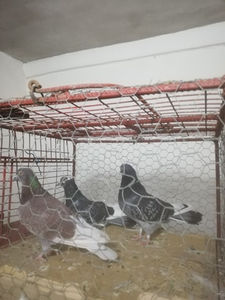  - Solzata cu pene albe dela Marin din Ionesti