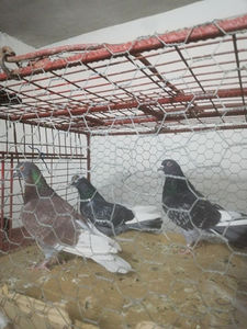  - Solzata cu pene albe dela Marin din Ionesti