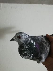  - Achizitii 10 ianuarie 2020