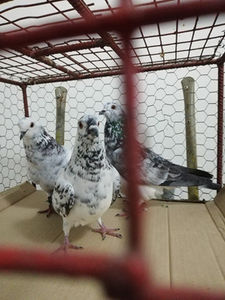  - Achizitii 10 ianuarie 2020