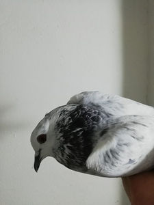  - Achizitii 10 ianuarie 2020