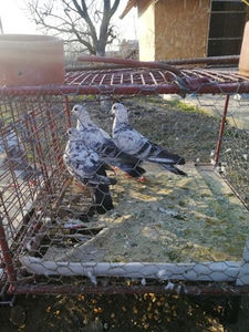  - Achizitii 10 ianuarie 2020