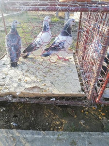  - Achizitii 10 ianuarie 2020