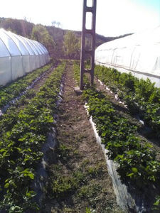 Donna - K-Capsuni 3 mai 2020