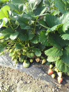  - K-Capsuni 3 mai 2020