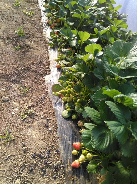  - K-Capsuni 3 mai 2020