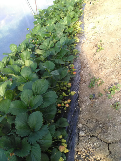  - K-Capsuni 3 mai 2020