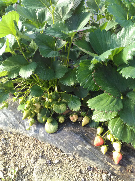  - K-Capsuni 3 mai 2020