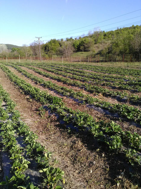 Elsanta - K-Capsuni 3 mai 2020