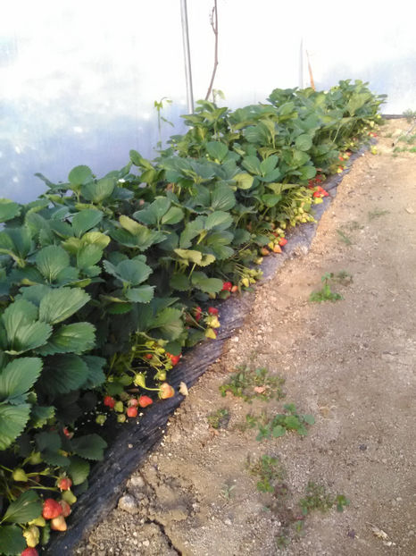  - K-Capsuni 3 mai 2020