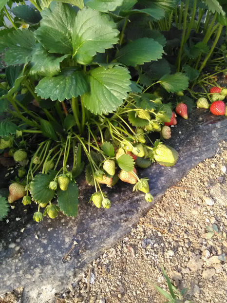 Amandine - De sezon la vinzare