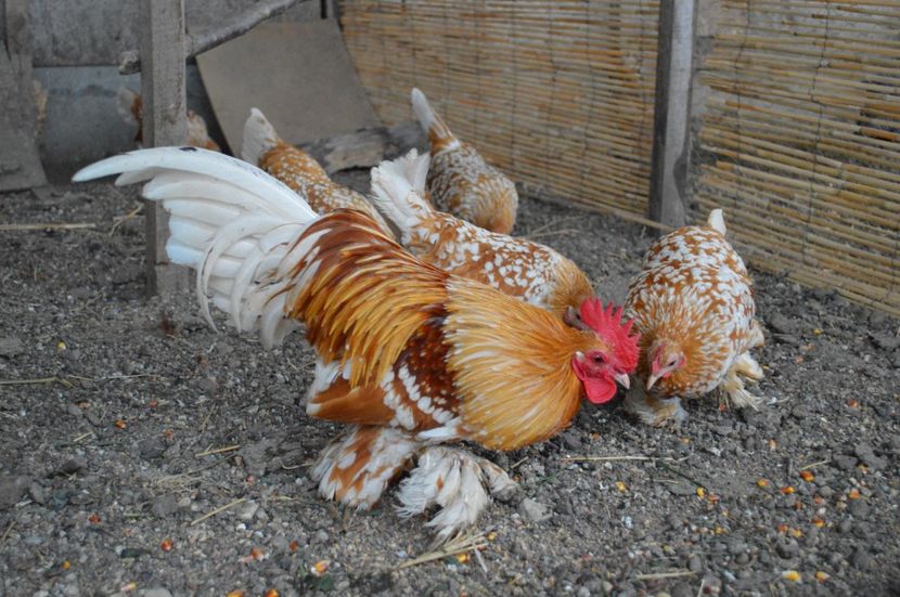  - b Mii de flori galben bobat cu alb