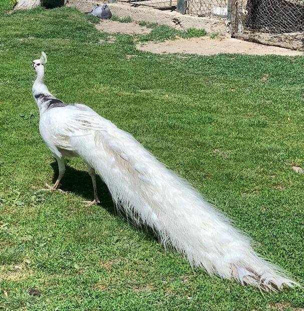 02CC370C-F86D-4388-9A1C-12A6DE253663 - Pauni