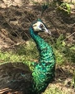 6B1F5273-2C1D-4FE9-B41B-E7841BB277A6 - Pauni