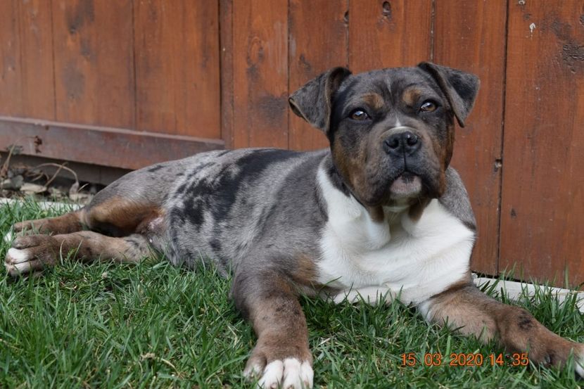 IMG-20200329-WA0009 - Bully si Amstaff