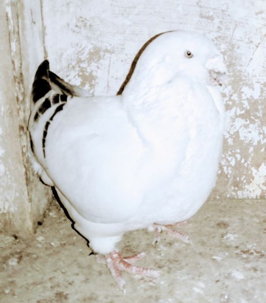  - - A - A - A - A- W A R N I N G !