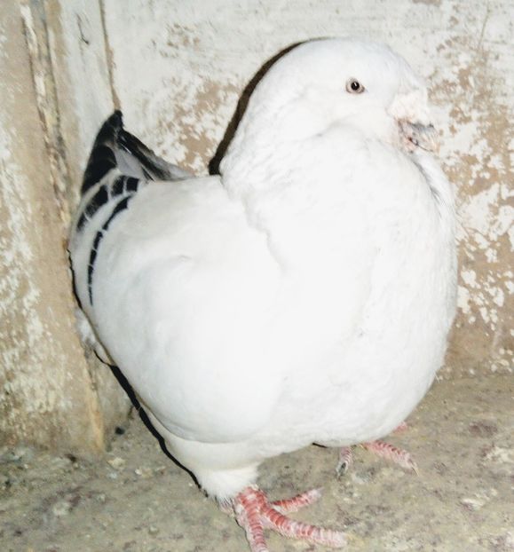  - - A - A - A - A- W A R N I N G !