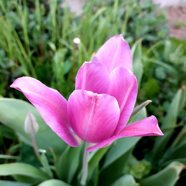  - AAAA_LALELE 2019_2020_2022_2023