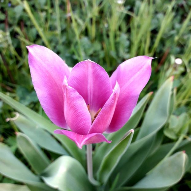  - AAAA_LALELE 2019_2020_2022_2023