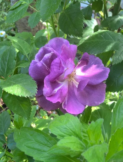 valynedelcu@yahoo.com.2020.0009 - Rhapsody in Blue