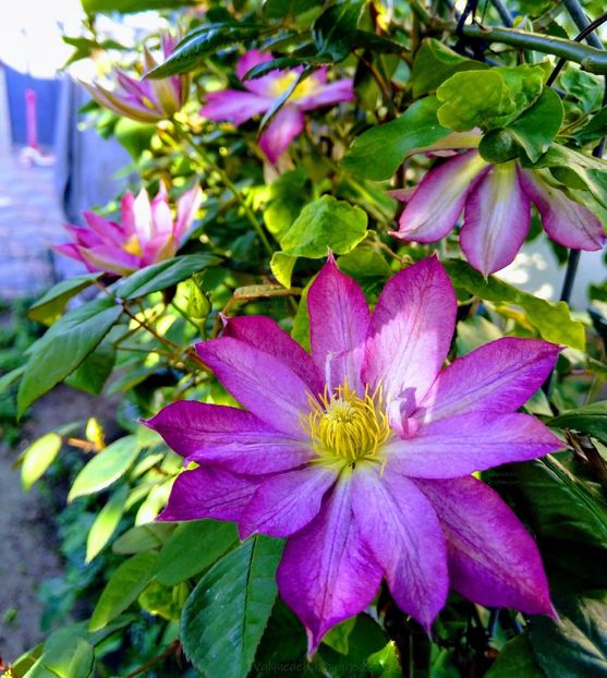 valynedelcu@yahoo.com Clematis 0036 - Clematis Asao