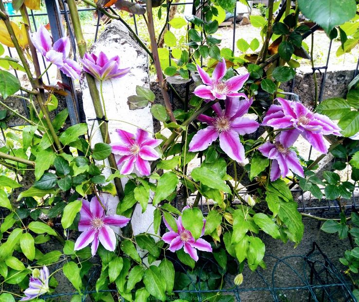 valynedelcu@yahoo.com Clematis 0038 - Clematis Doctor Ruppel