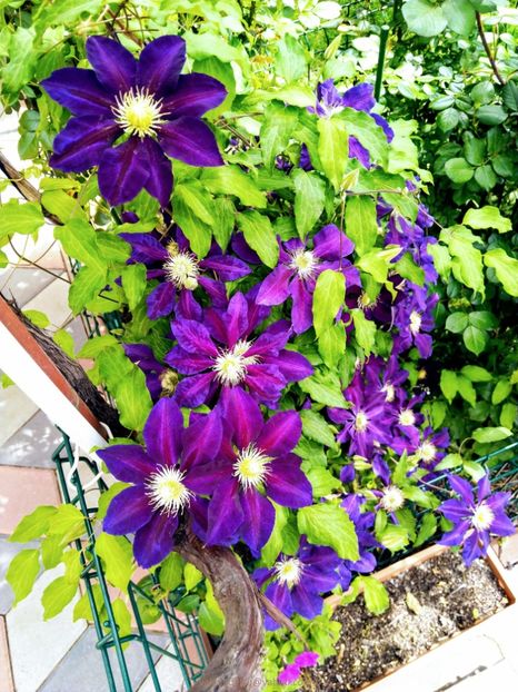 valynedelcu@yahoo.com Clematis 0033 - Clematis Julka