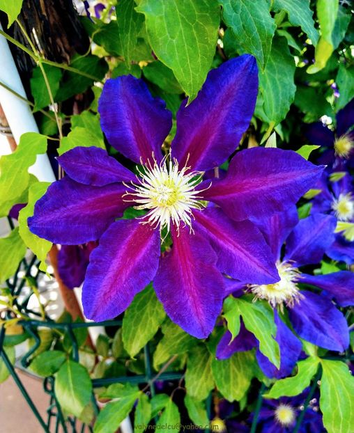 valynedelcu@yahoo.com Clematis 0034 - Clematis Julka