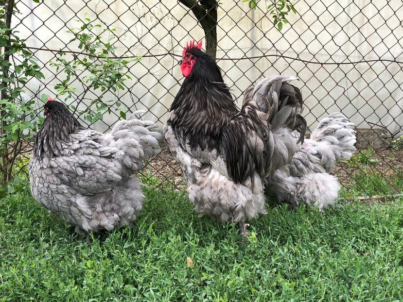 IMG-20200503-WA0032 - 2020 Orpington albastru