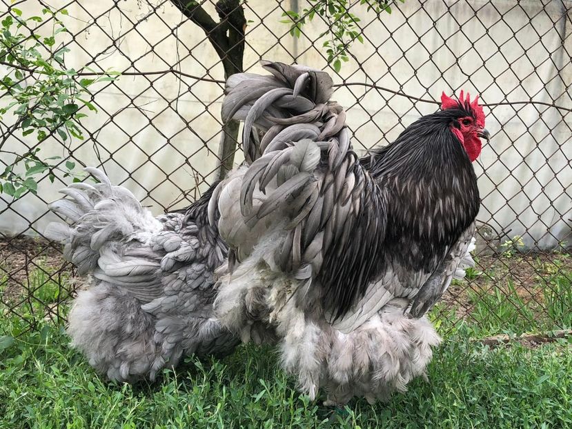 IMG-20200503-WA0039 - 2020 Orpington albastru