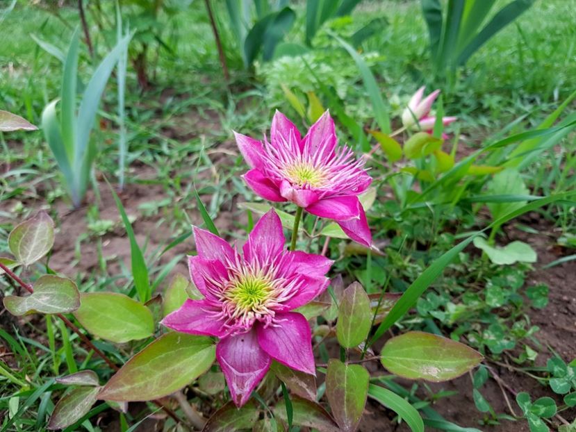  - 2020 Mart-Apr_Idilic garden