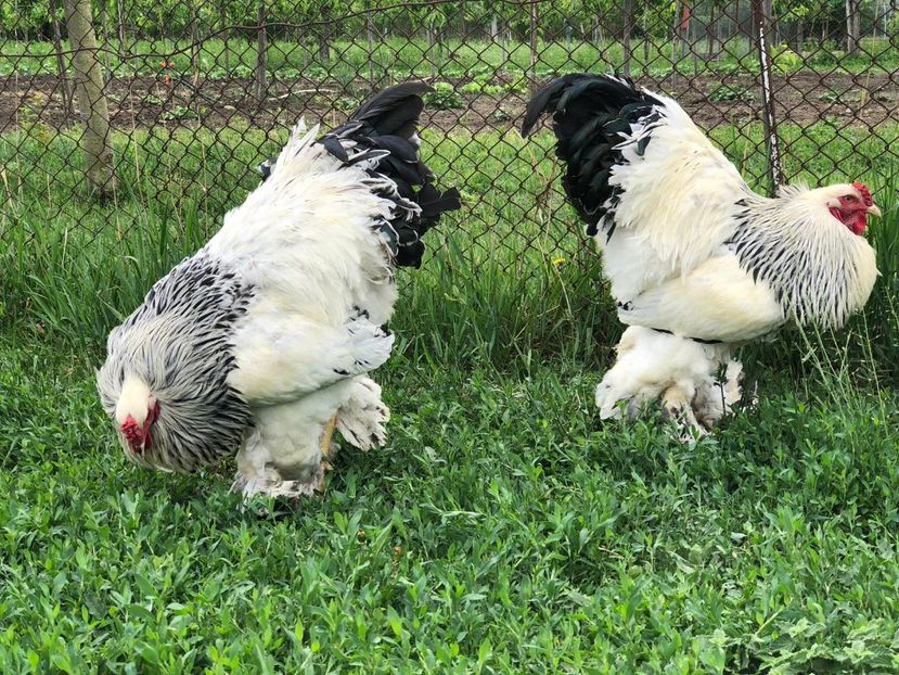 IMG-20200503-WA0100 - 2020 Brahma herminat deschis si potarnichiu