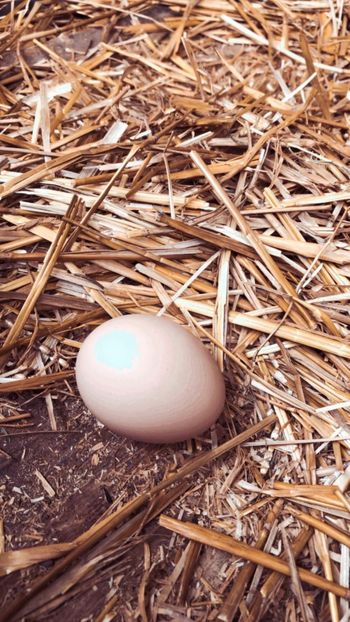 IMG-20200503-WA0148 - 2020 Brahma herminat deschis si potarnichiu