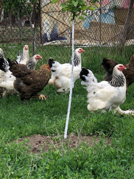 IMG-20200503-WA0204 - 2020 Brahma herminat deschis si potarnichiu