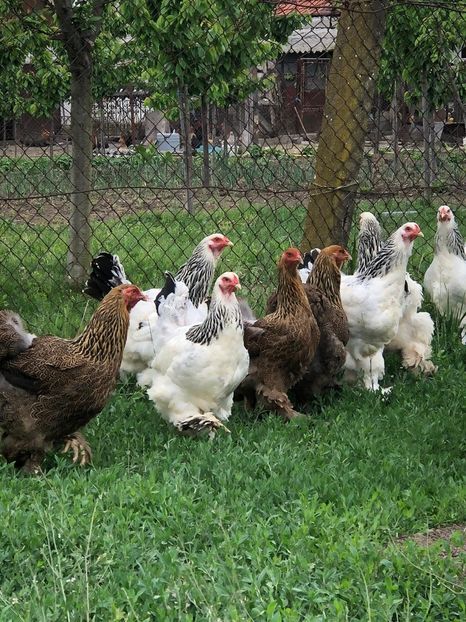 IMG-20200503-WA0206 - 2020 Brahma herminat deschis si potarnichiu