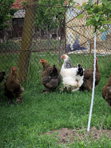 IMG-20200503-WA0210 - 2020 Brahma herminat deschis si potarnichiu