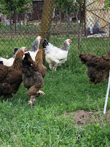 IMG-20200503-WA0212 - 2020 Brahma herminat deschis si potarnichiu
