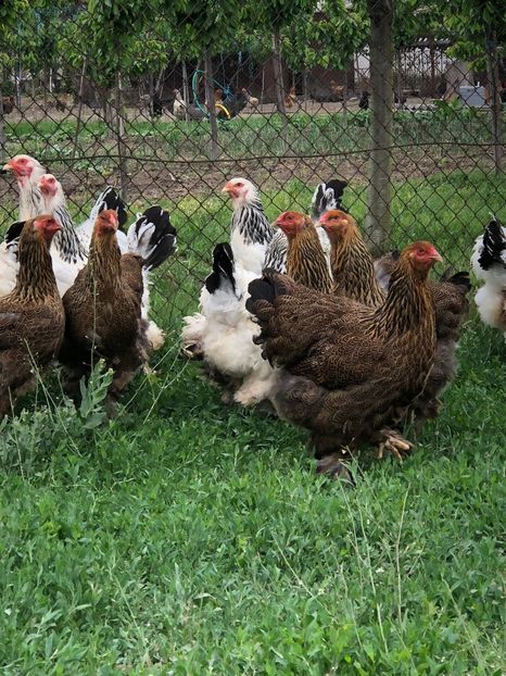 IMG-20200503-WA0213 - 2020 Brahma herminat deschis si potarnichiu